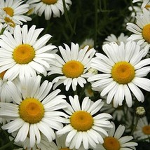 New Fresh Seeds Daisy Ox Eyed - $14.98