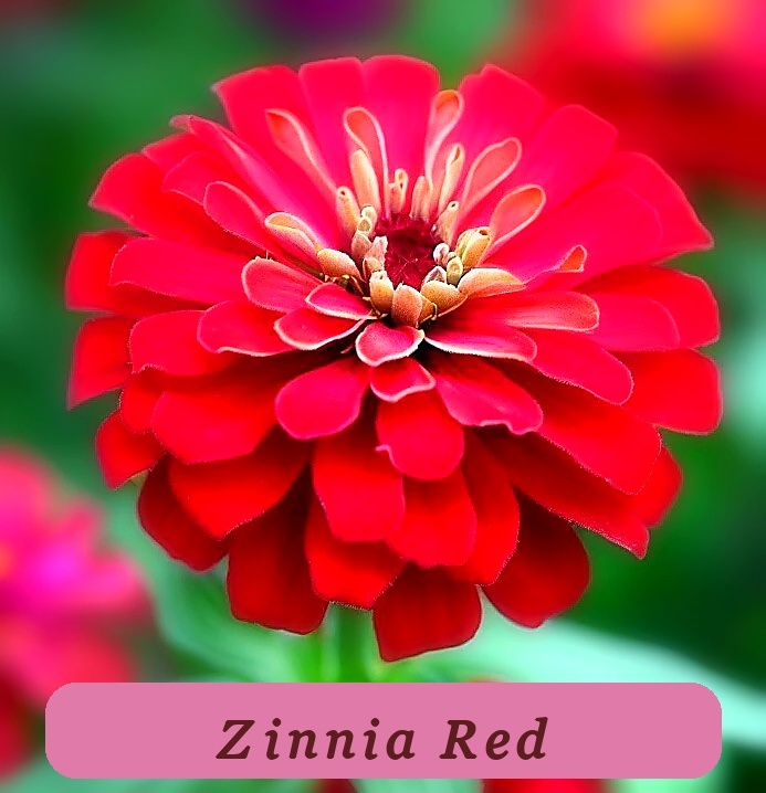 50 Cherry Queen Zinnia Seeds Red Double Flowers Butterflies Red Organic ... - $4.64