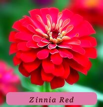 7526 zinnia red pop thumb200