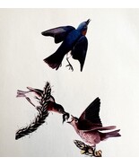 American Bluebird Bird Lithograph 1950 Audubon Antique Art Print DWP6A - €25,82 EUR