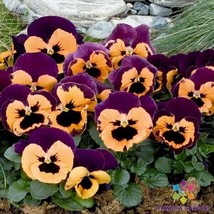 PWO 200+ Inspire Purple And Orange Pansy (Viola) Seeds For Garden - ! - £5.08 GBP