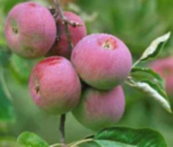 3 Scion cuttings of Cortland Apple tree, no roots, for grafting. - $18.00