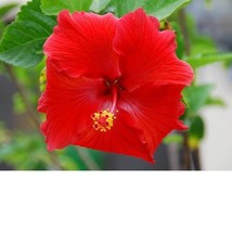 Hawaiian Red Hibiscus Cutting 1 pack - £19.08 GBP