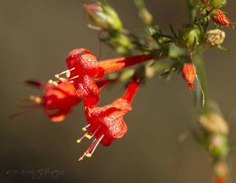 105 Seeds Penstemon Firecracker Penstemon Eatonii Red Flower - £9.01 GBP