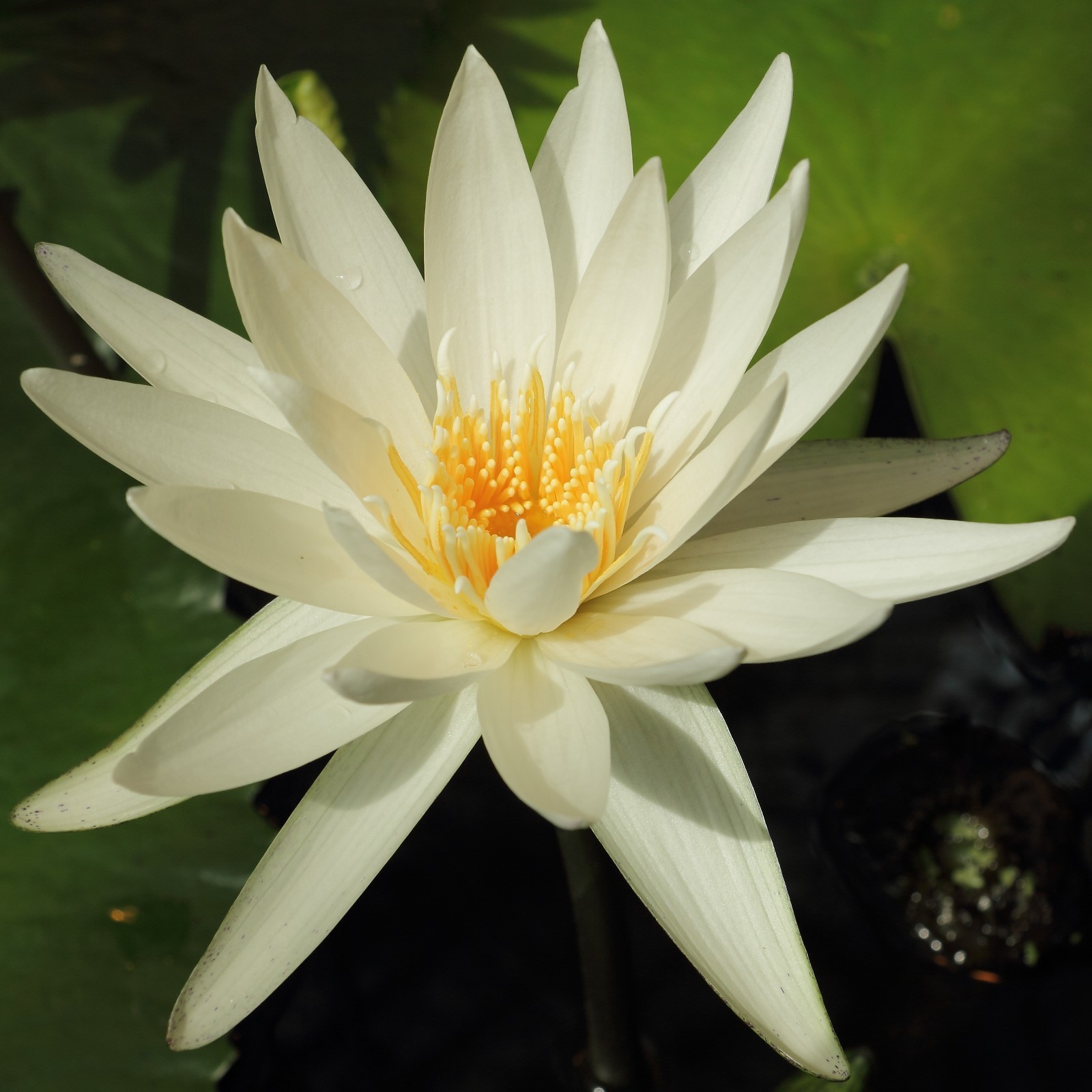 Nymphaea Ampla White Water Lily 5 seeds Fresh Gardening - $17.96
