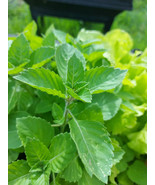 Green Leaf Holy Basil Seeds, NON-GMO, Rama Tulsi, Ayurveda, FREE SHIPPING - $1.97 - $3.26