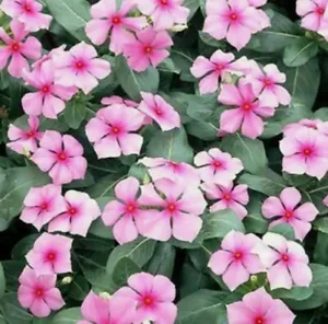 20+ Pink Vinca Seeds Pink Periwinkle Seeds Non-Gmo Heirloom Flower Seeds Usa Fre - £3.98 GBP