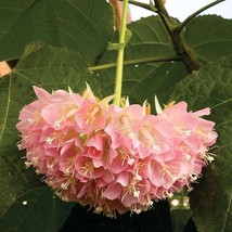 15+ Seeds Pink Ball Tree  House Plant  Garden Flowers - £4.05 GBP