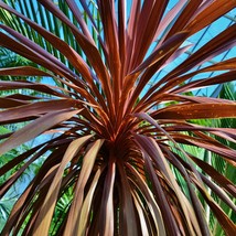 New Seeds 10 Seeds Cordyline Purple Cabbage Palm Perennial Evergreen Cor... - £15.95 GBP