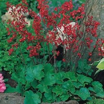 80 Heuchera Firefly Coral Bells Fragrant Shade Perennial Flower Gardening USA SE - $12.93