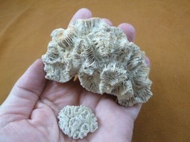 (F397-8) Fossil Stony coral Manicina areolata Linnaeus display specimens... - £16.61 GBP