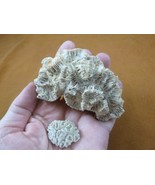 (F397-8) Fossil Stony coral Manicina areolata Linnaeus display specimens... - $406.07 MXN