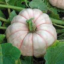 Porcelin Doll Pumpkin Seeds Gardening Easy Grow USA SHIPPING - $9.97