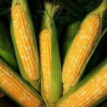 30 Peaches And Cream Sweet Corn Seeds Organic Fresh Garden - £10.88 GBP