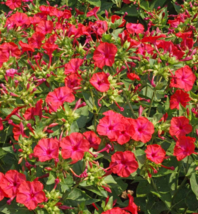 25 Seeds Four O’clock Hummingbird Red Mirabilis Jalapa Night Blooms Non-GMO - £9.95 GBP