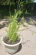 THJAR Greater Quaking Grass/ briza maxima ornamental grass (40 seeds - F... - $7.59