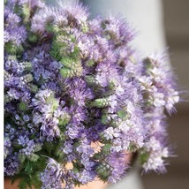 New Fresh 200+ Phacelia seeds - £6.70 GBP