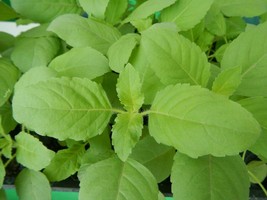 Rama Tulsi 50 Seeds Green Indian Holy Basil Ocimum sanctum/tenuiflorum - £2.24 GBP