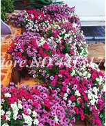 200 Seeds Color Petunia Hanging Charming Bonsai Potted Ornamental Flower... - $9.72