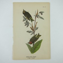 Bird Litho Print Golden-crested Kinglet After John James Audubon Antique 1890 - £16.03 GBP