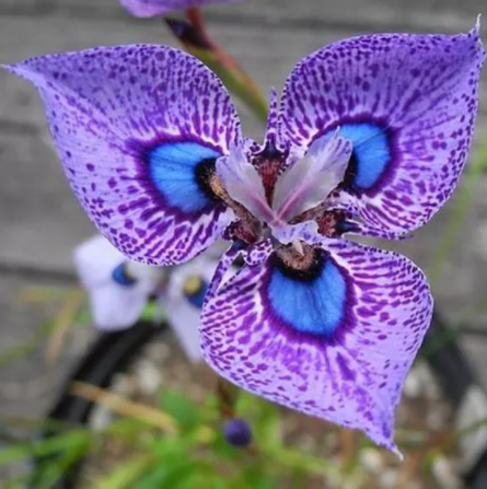 200 seeds Phalaenopsis Butterfly Orchid Seeds Flower Seeds,Orchid Plants