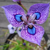 200 seeds Phalaenopsis Butterfly Orchid Seeds Flower Seeds,Orchid Plants - £9.34 GBP
