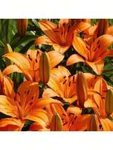 Flame Lily Seeds, High Germination Rate, Fragrant Plant, Fresh Seeds - $10.00