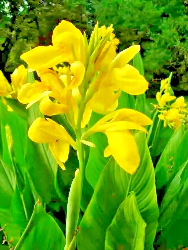 15 Dwarf Yellow Canna Seeds - £7.92 GBP