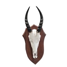 Blesbok Skull - Real Deer Skull on Shield- Approximate Size: 18LX6WX6.5D... - $107.91