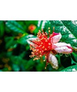 10 Seeds Dwarf Pineapple Guava Tree Feijoa sellowiana Fresh Seeds - $5.38
