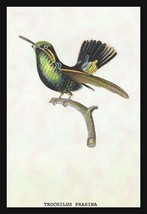 Hummingbird: Trochilus Prasina 20 x 30 Poster - £20.49 GBP
