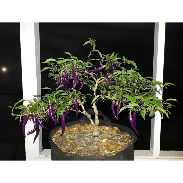 Buena Mulata Purple Hot Pepper 12 Seeds (Purple Beauty Color) - £8.77 GBP