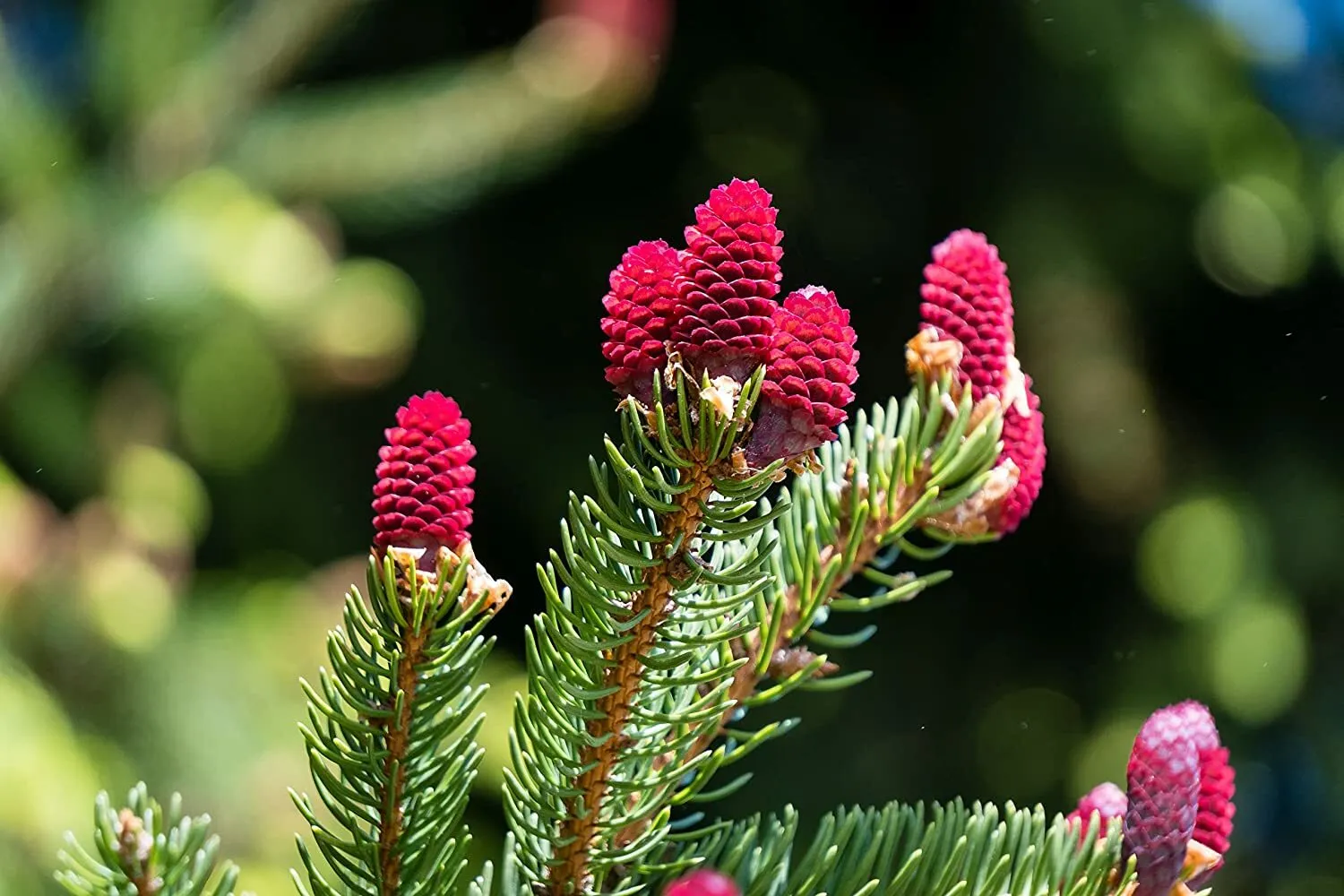 30 Red Spruce Tree Seeds - $15.00