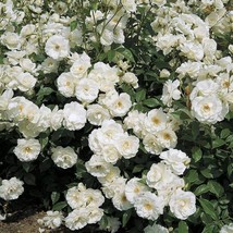 White Iceberg Floribunda Rose 10 Seeds Fragrant~Germination Instructions... - $8.35