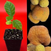 Kwai Muk Artocarpus Hypargyreus Tropical Fruit Tree Starter Plant - £17.11 GBP