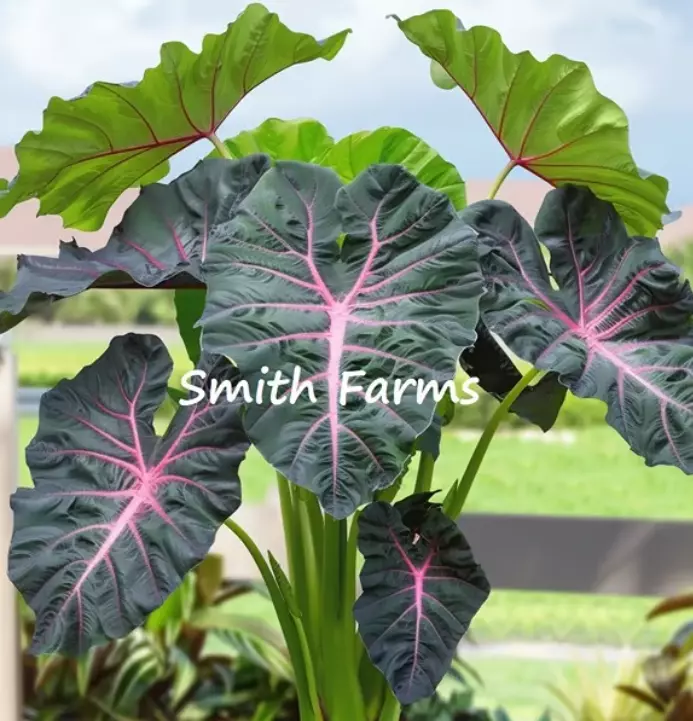 3 Seeds Elephant Ear Redemption Palm Tree Gardening Fresh USA Seller - £9.95 GBP