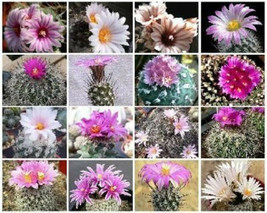 Turbinicarpus MIX exotic niniature mexican cacti rare cactus seed aloe 50 SEEDS - £7.98 GBP
