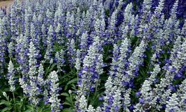 FREE SHIPPING 50 Cathedral Bluw Salvia Seeds Flower Seed Perennial Flowers Bee - £13.57 GBP
