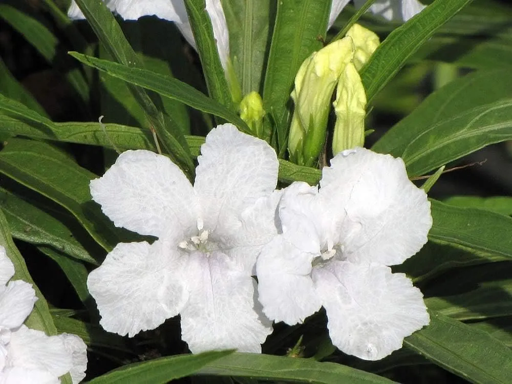 Dwarf Mexican Petunia White Katie&#39;s Dwarf Ruellia Brittoniana Live Plants - $40.77