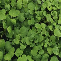 MBK Watercress Cress Seeds 1000 Seeds Heirloom Non-Gmo 1157 Fresh Garden - $163.71 MXN