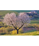 KB Organic Sweet Cherry Tree Prunus Avium 20 Seeds Herb Garden Planting  - $13,975.00