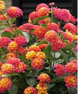 SEPTH Lantana Camara 30 Seeds Fragrant Verbena Shrub Flowering Bush Hous... - $12.87