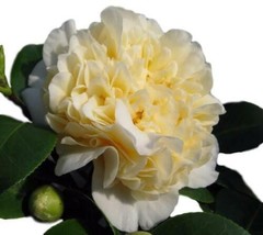 Quart Pot Jurys Yellow Camellia Japonica - Live Plant - £35.95 GBP