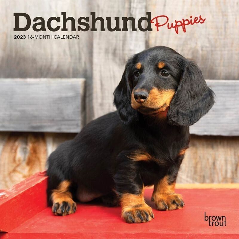 Primary image for 2023 Dachshund Puppies 7x7 16-Month Mini Wall Calendar