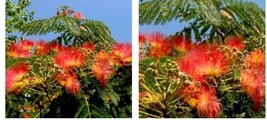 Orange Mimosa Tree 5 Seeds Silk Tree Albizia julibrissin Perennial Seed - £16.75 GBP