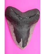 Authentic Megadolon Shark Tooth 5.57 Inches 419 Grams Fossil Dino Girl C... - $230.40 CAD
