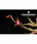TRISETELLA PANTEX MINI MINIATURE ORCHID SPECIES MOUNTED - €36,94 EUR TRISETELLA PANTEX MINI MINIATURE ORCHID SPECIES MOUNTED - €36,94 EUR