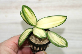 Dendrobium Fomos Beauty Matcha Latte Variegated Small Orchid Potted - £29.09 GBP