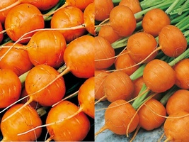 500+ Seeds Parisian Carrot Daucus Carota Vegetable Garden NON-GMO - £9.58 GBP