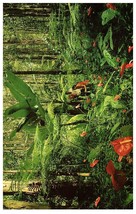 Red Anthurim&#39;s &amp; Giant Tree Ferns of Hawaii&#39;s Rain Forests Postcard - £4.63 GBP